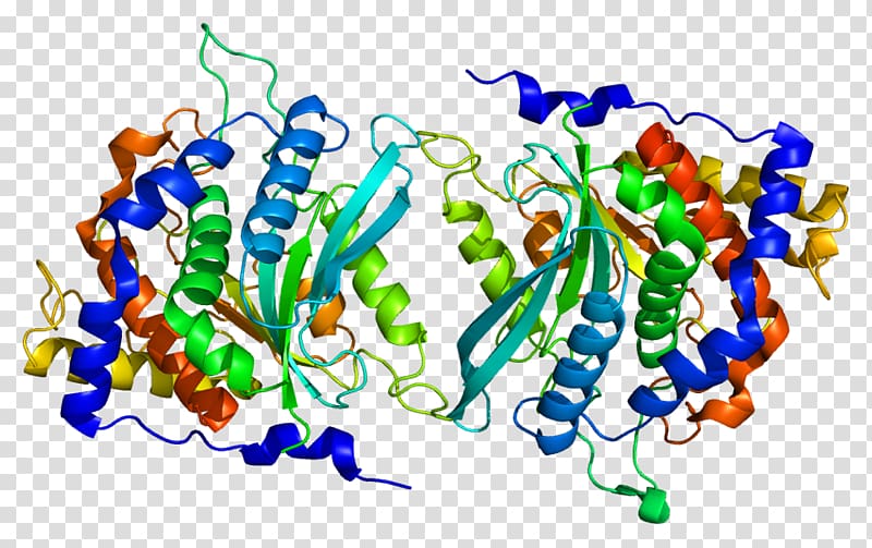 QPCT Glutaminyl-peptide cyclotransferase Protein Gene Enzyme, transparent background PNG clipart
