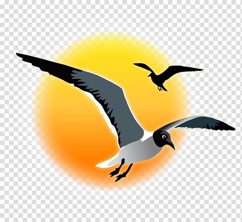 Bird migration Fauna Water bird Beak, Seagull Sunset transparent background PNG clipart