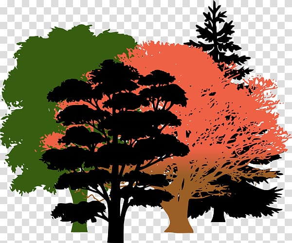 Tree Pine Evergreen , woods transparent background PNG clipart