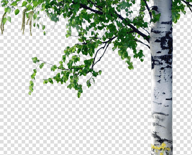 Trunk Paper birch Curly birch Betula pubescens Tree, tree transparent background PNG clipart