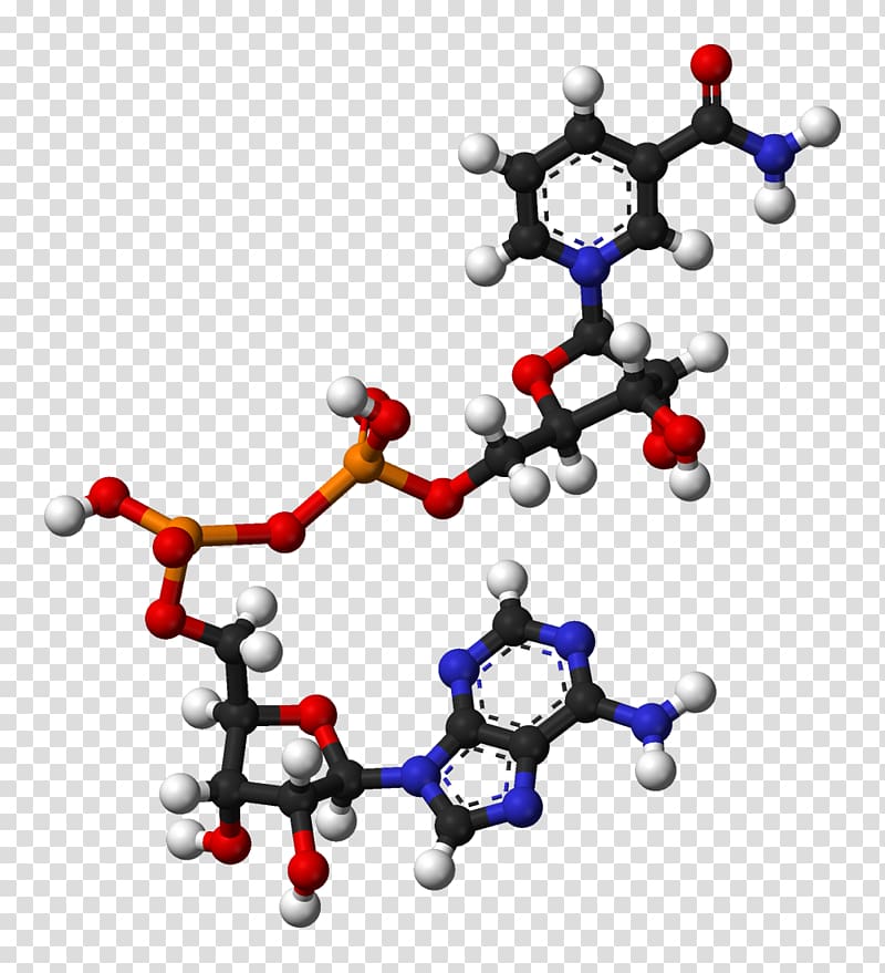 Nicotinamide adenine dinucleotide Dietary supplement Coenzyme Flavin adenine dinucleotide, others transparent background PNG clipart