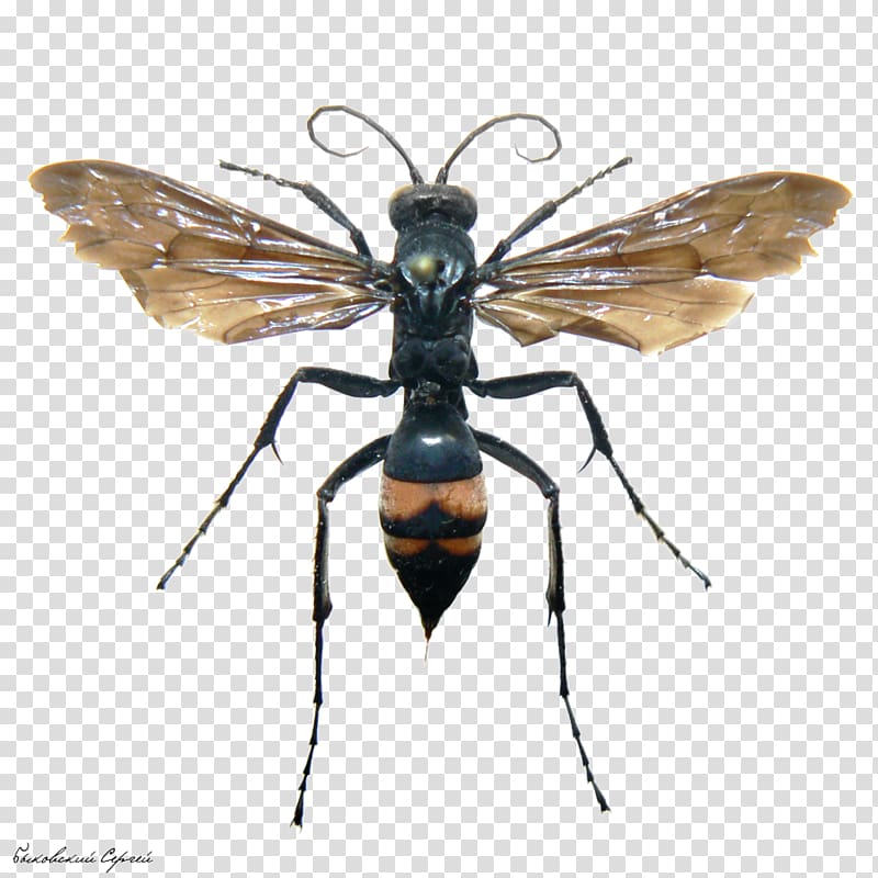 Insect Bee Wasp Sceliphron curvatum Mud dauber, insect transparent background PNG clipart