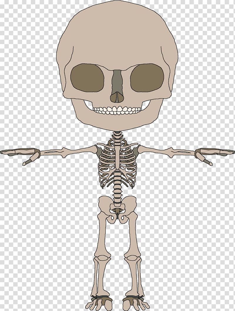 Bone Human skeleton Homo sapiens Muscle, Skeleton transparent background PNG clipart