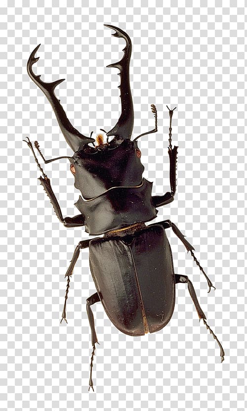Stag beetle, insect transparent background PNG clipart