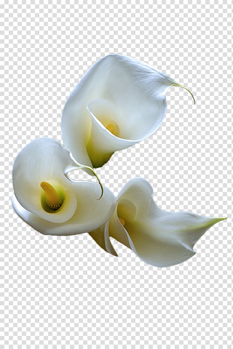 Flower Arum-lily , callalily transparent background PNG clipart