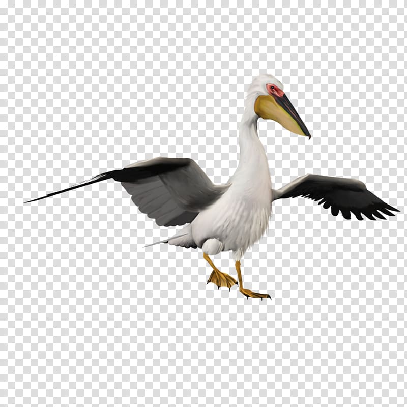 Pelican White stork Bird Penguin, Variation Crane transparent background PNG clipart