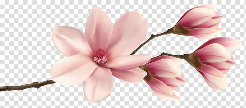 Southern magnolia , Spring Magnolia Branch , pink 6-petaled flowers illustration transparent background PNG clipart