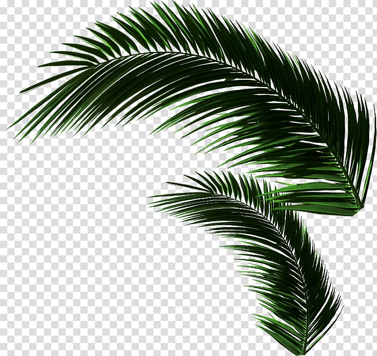 Asian palmyra palm Oil palms Coconut Leaf Borassus, fondue menu transparent background PNG clipart