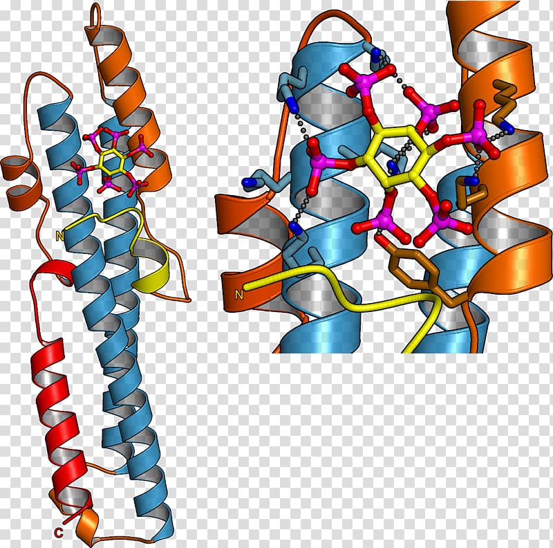 DNA Biology Nucleotide Phosphate Botany, others transparent background PNG clipart