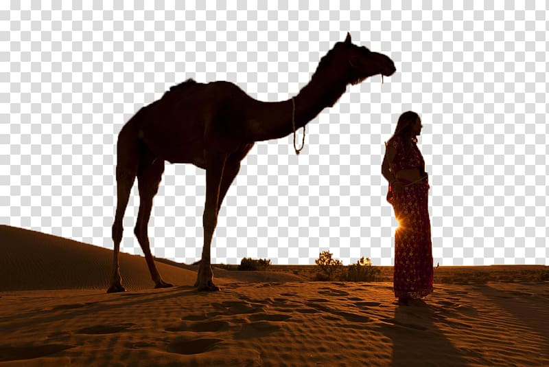 woman standing in front of camel, Thar Desert Bactrian camel Silhouette Sunset, People under desert camel transparent background PNG clipart