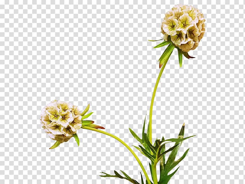 Cut flowers King protea Paper Plant, flower transparent background PNG clipart