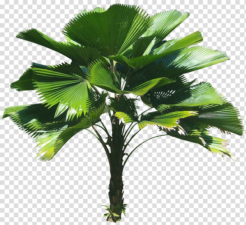 Plant Tree Tropics, tropical transparent background PNG clipart
