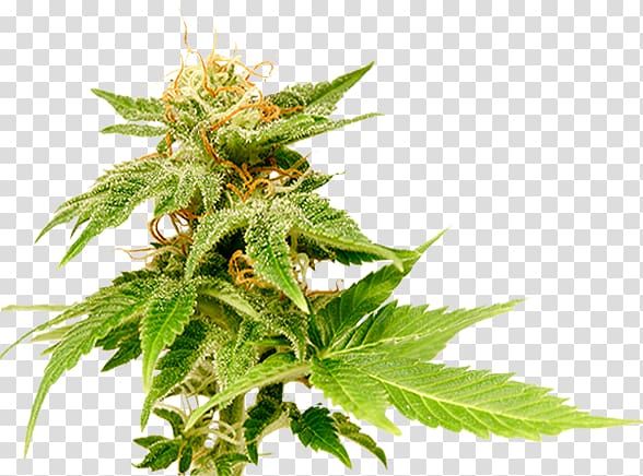 Medical cannabis Just Say Yes: A Marijuana Memoir Hemp Head shop, cannabis transparent background PNG clipart