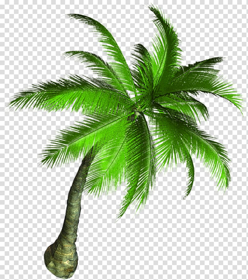 Asian palmyra palm Coconut Tree, coconut tree transparent background PNG clipart