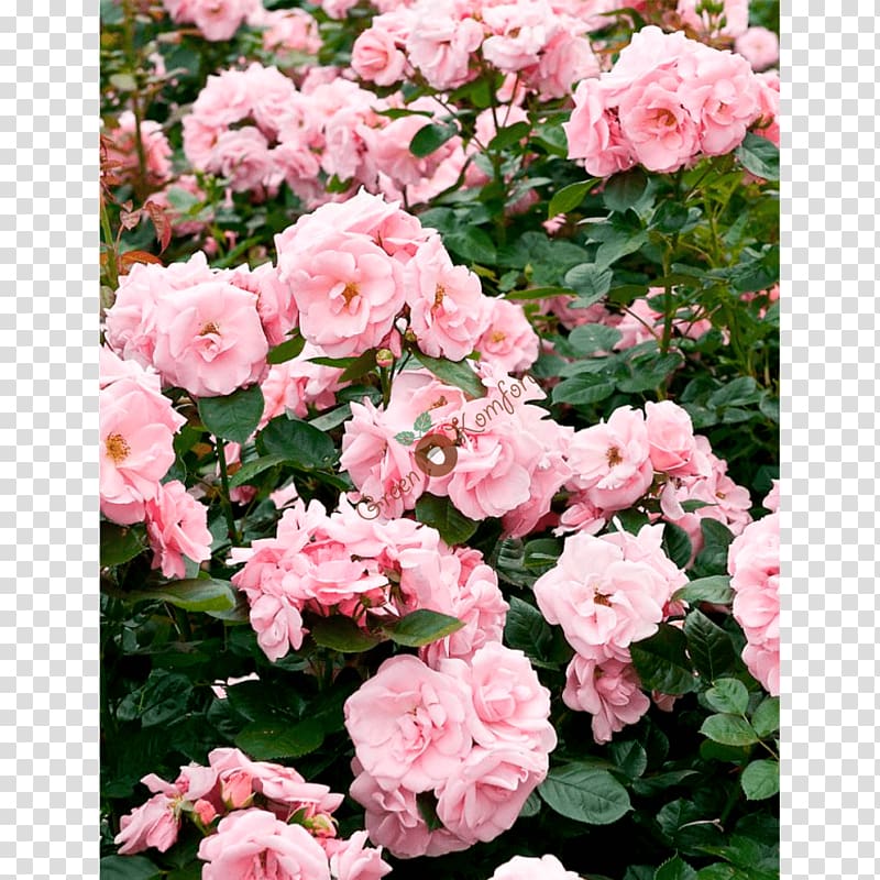 Floribunda Garden roses Cabbage rose China rose Memorial rose, Floribunda transparent background PNG clipart