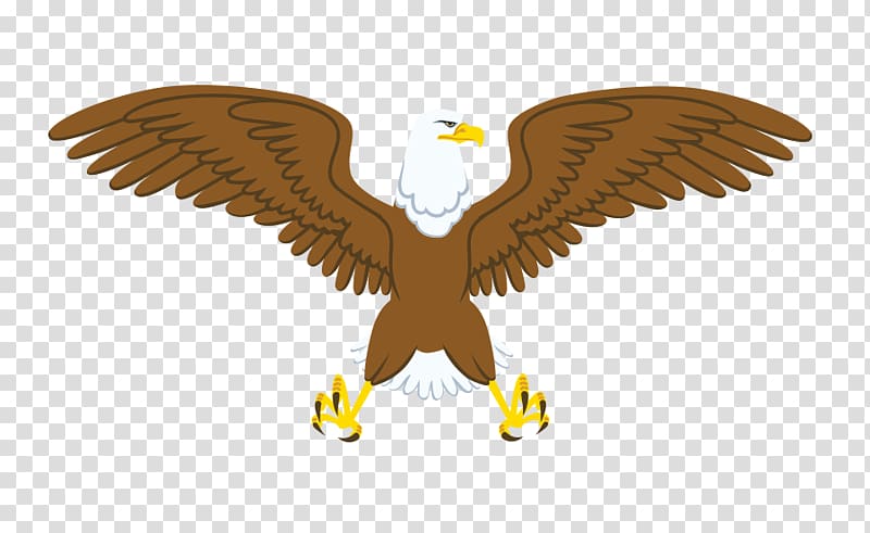 Bald Eagle , illustration cartoon eagle falcon transparent background PNG clipart
