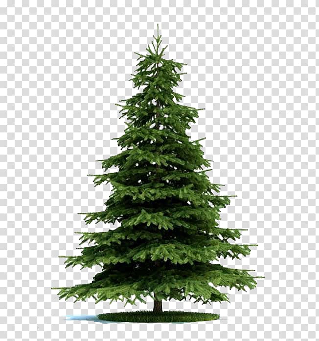 Christmas tree , Blue spruce Tree Norway spruce Plant Pine, The fir trees in the game transparent background PNG clipart