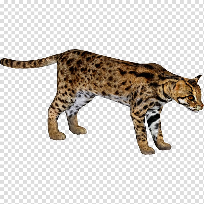 Bengal cat California Spangled Ocicat Felidae African leopard, leopard transparent background PNG clipart