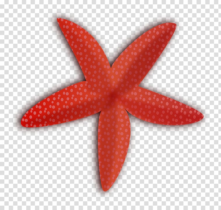 for Summer Open Starfish Callopatiria granifera, starfish transparent background PNG clipart