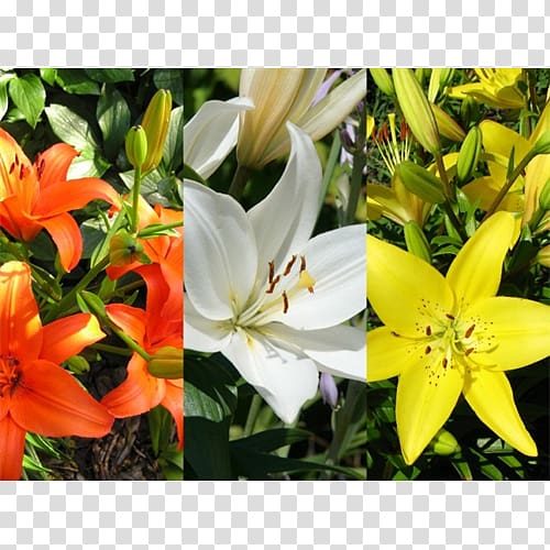 Floristry Cut flowers Daylily, spider lily transparent background PNG clipart
