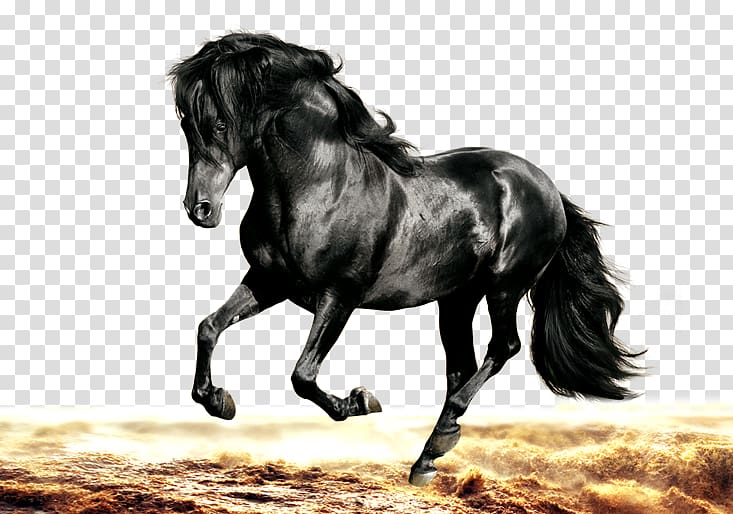 Arabian horse Morgan horse Friesian horse Stallion Black, Dark Horse transparent background PNG clipart