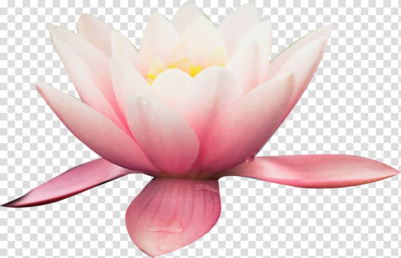 High-definition television JPEG Network Graphics, HD big pink lotus transparent background PNG clipart