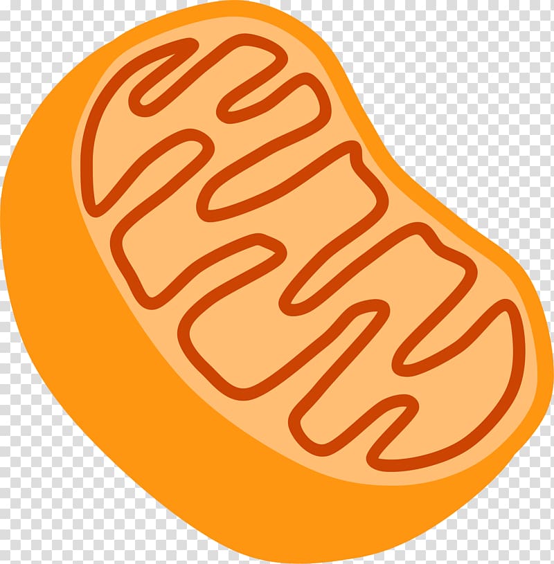 Mitochondrion Free content Organelle , Nucleolus transparent background PNG clipart