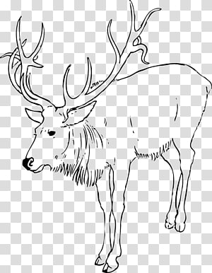 Reindeer Rudolph Drawing , Reindeer transparent background PNG clipart thumbnail