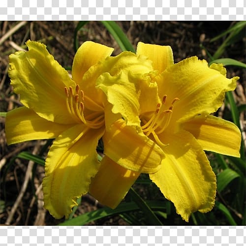 Terra Ceia Farms Large-flowered evening-primrose Yellow daylily Bulb Plant, Peruvian Lily transparent background PNG clipart