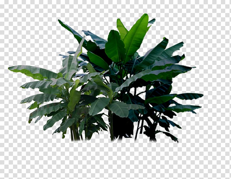 banana tree plant transparent background PNG clipart