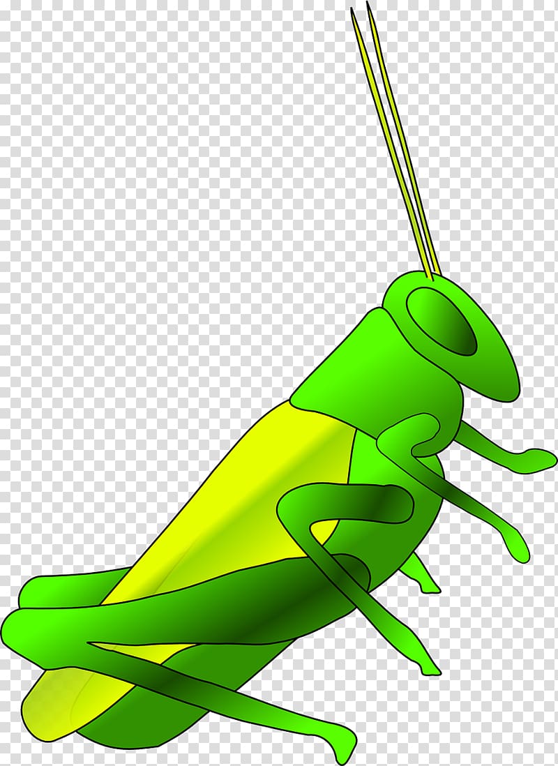 Jiminy Cricket Insect , Green grasshopper transparent background PNG clipart