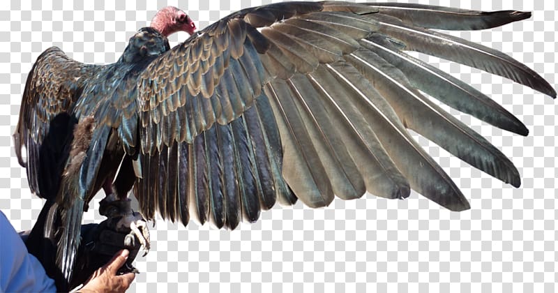 Turkey vulture Bird Pituophis catenifer affinis Sonoran Desert, Bird transparent background PNG clipart