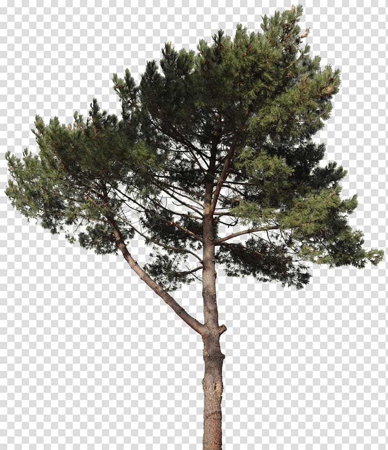 green leafed tree, Pine Spruce Fir Tree Plant, pine cone transparent background PNG clipart