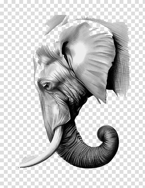 elephant illustration, The Elephants Paper Asian elephant Graphite, Sketch white elephant transparent background PNG clipart