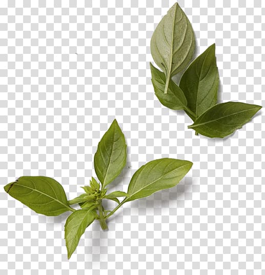 Basil Leaf Herb Green Condiment, sweet basil transparent background PNG clipart