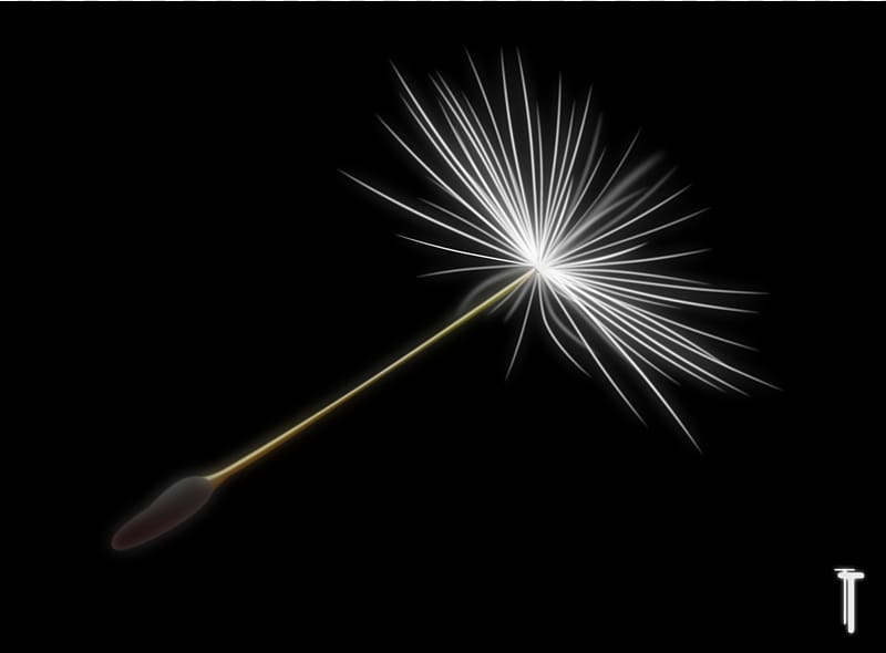 Common Dandelion Fireworks Flower , dandelion transparent background PNG clipart