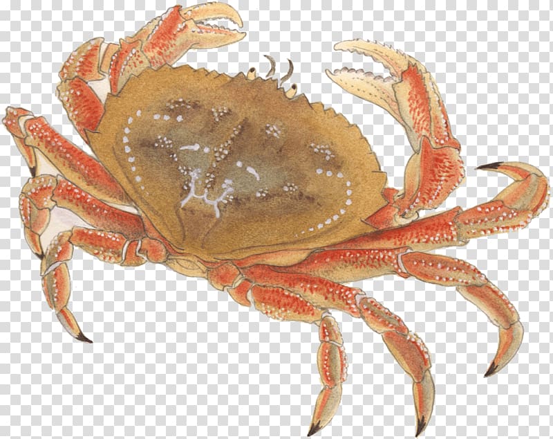 Dungeness crab Chesapeake blue crab Seafood Watch Crayfish, crab transparent background PNG clipart