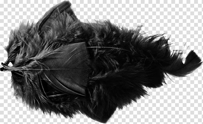 Feather Euclidean Gratis, Beautiful black feather transparent background PNG clipart