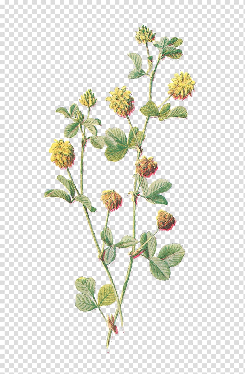 Botany Flower Botanical illustration , Lantana Flower transparent background PNG clipart
