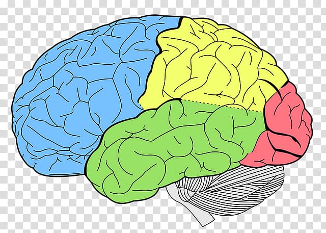 Lobes of the brain Human brain Temporal lobe Parietal lobe, Brain transparent background PNG clipart