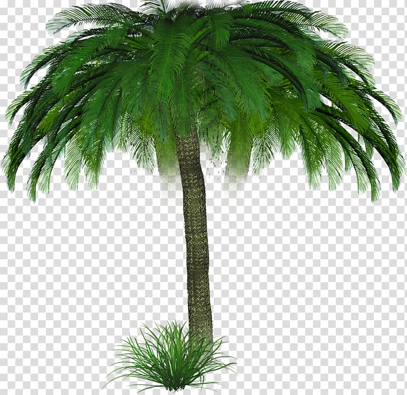 Arecaceae Tree Woody plant Blog, palm trees transparent background PNG clipart