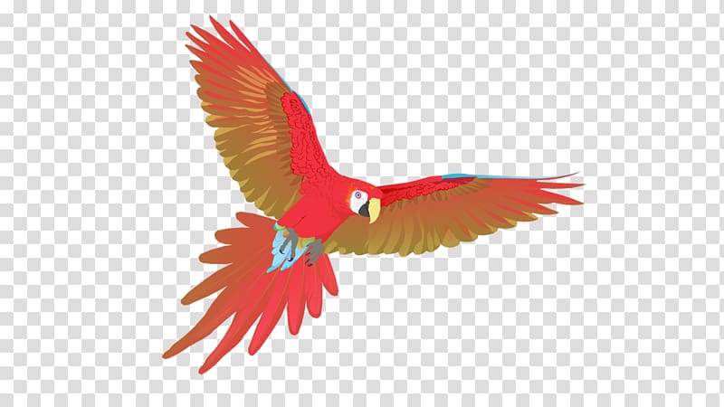 Macaw Uppsala Beak Feather Child, feather transparent background PNG clipart
