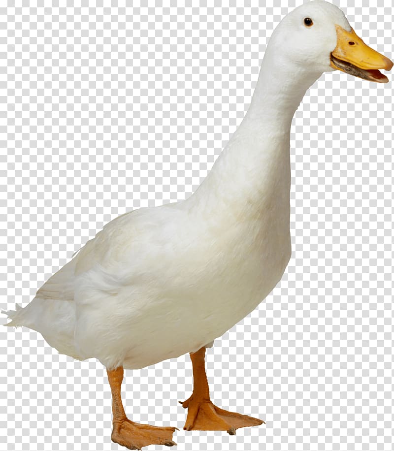 Duck American Pekin Goose, Goose transparent background PNG clipart