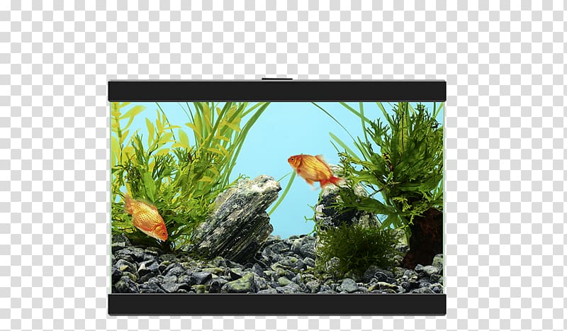 Aquariums Glass Filtration, Aquarium fish transparent background PNG clipart