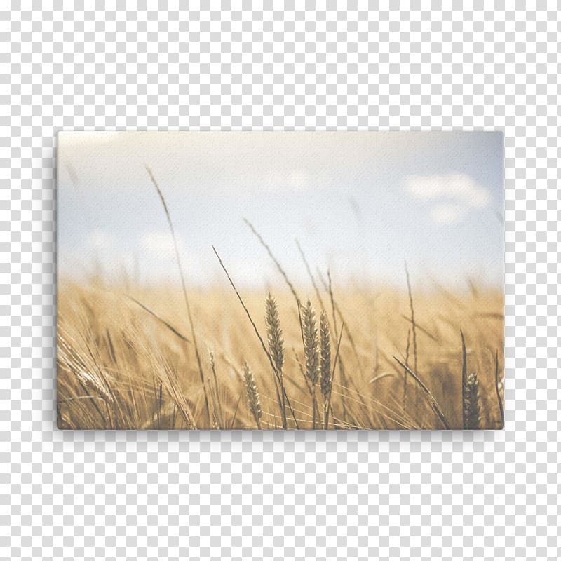 Wheat Belly: Lose the Wheat, Lose the Weight, and Find Your Path Back to Health Food Breakfast Eating, Wall Mockup transparent background PNG clipart