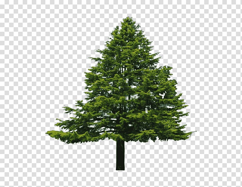 Douglas fir Conifers Evergreen Tree, Bush transparent background PNG clipart