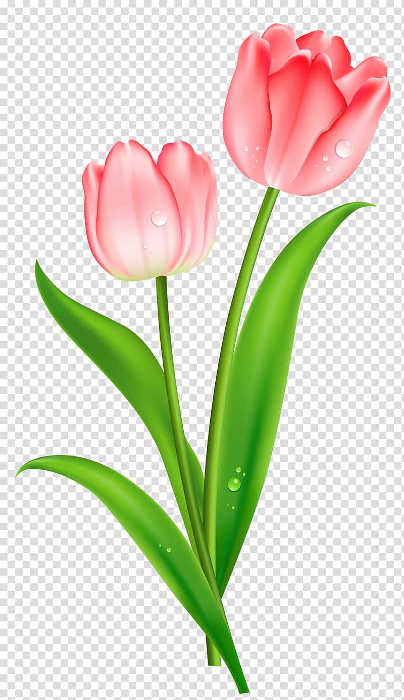 Indira Gandhi Memorial Tulip Garden Flower , Pink Tulips , pink rose transparent background PNG clipart