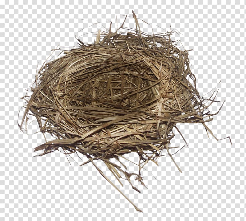 Bird nest Bird nest, Nest transparent background PNG clipart