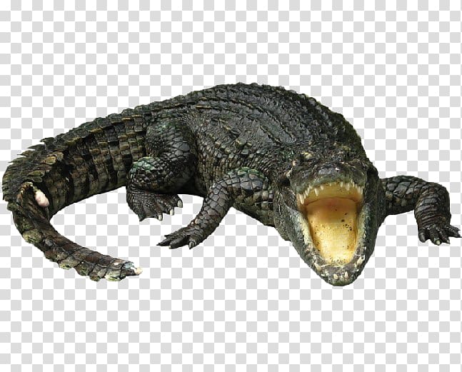black crocodile, Nile crocodile Gharial Chinese alligator, Ferocious crocodiles transparent background PNG clipart
