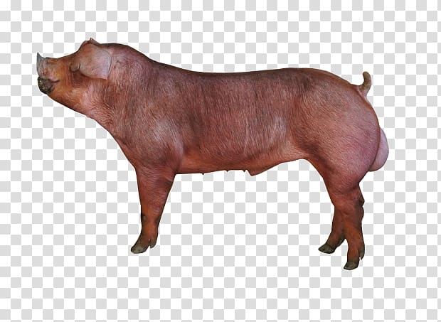 Duroc pig Piétrain Breed Cattle Pig farming, Swine transparent background PNG clipart